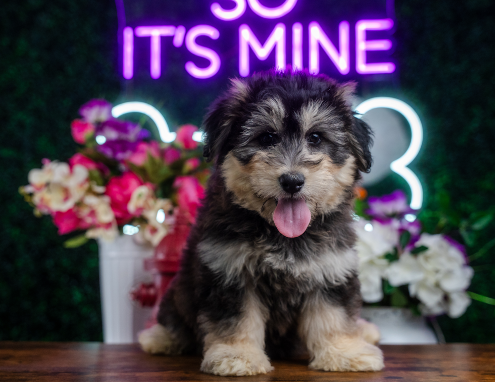 Cute Mini Huskydoodle Baby
