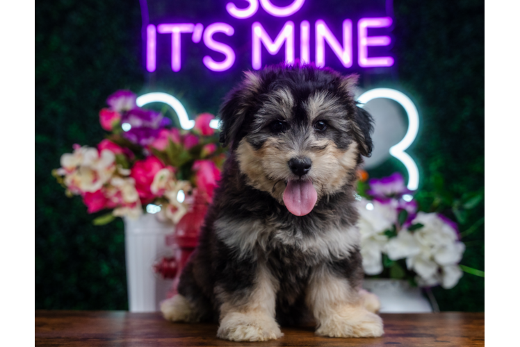 Meet Jackie - our Mini Huskydoodle Puppy Photo 1/5 - Puppy Love PR Cute Mini Huskydoodle Baby