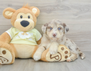 9 week old Mini Huskydoodle Puppy For Sale - Puppy Love PR