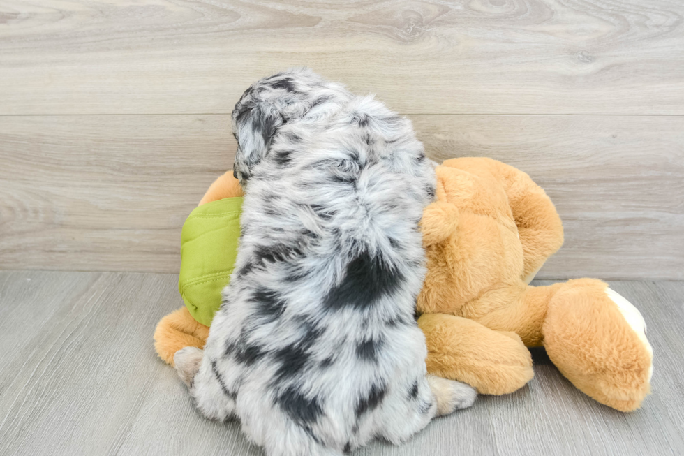 Cute Siberpoo Poodle Mix Puppy