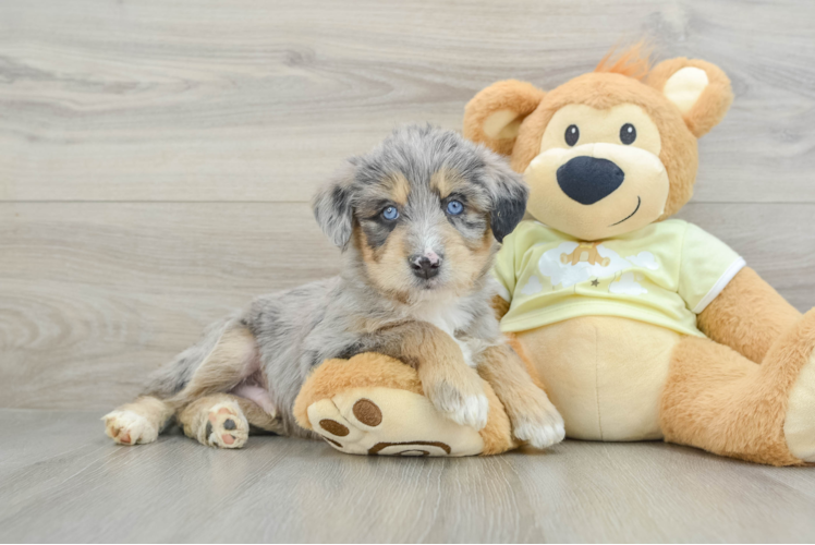 Cute Mini Huskydoodle Baby