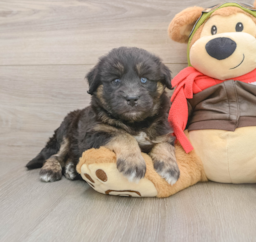 5 week old Mini Huskydoodle Puppy For Sale - Puppy Love PR