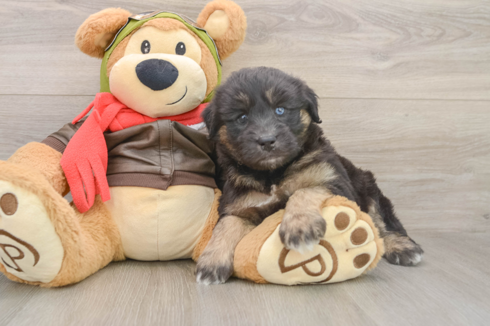 Mini Huskydoodle Puppy for Adoption