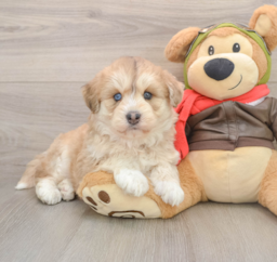 5 week old Mini Huskydoodle Puppy For Sale - Puppy Love PR