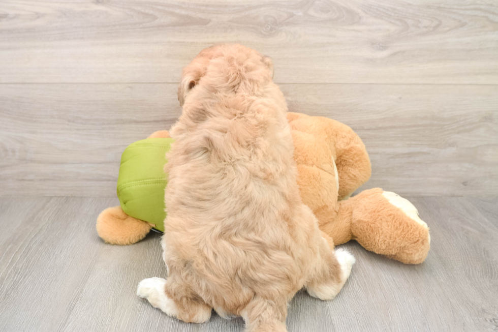 Best Mini Huskydoodle Baby