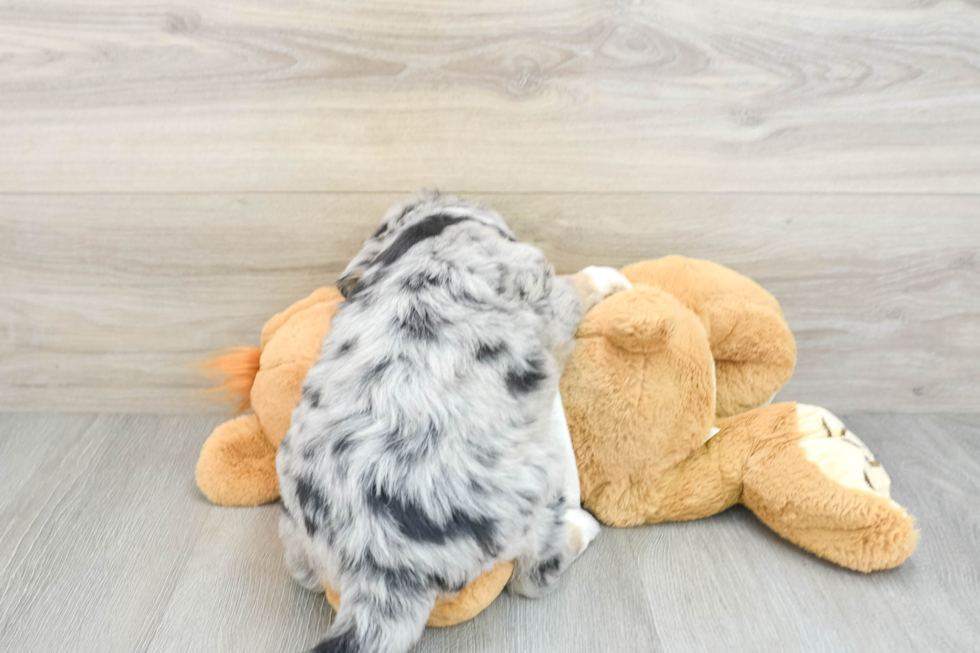 Cute Mini Huskydoodle Poodle Mix Pup