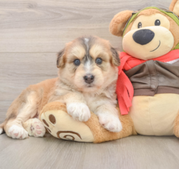 5 week old Mini Huskydoodle Puppy For Sale - Puppy Love PR