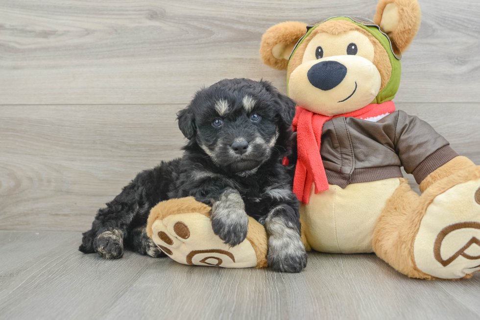 Cute Mini Huskydoodle Poodle Mix Pup