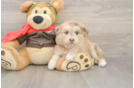 Cute Mini Huskydoodle Baby