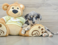 8 week old Mini Huskydoodle Puppy For Sale - Puppy Love PR