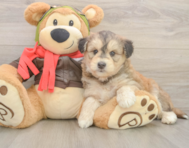 6 week old Mini Huskydoodle Puppy For Sale - Puppy Love PR