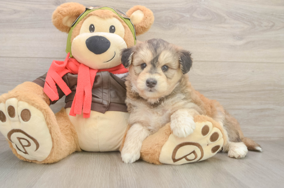 6 week old Mini Huskydoodle Puppy For Sale - Puppy Love PR