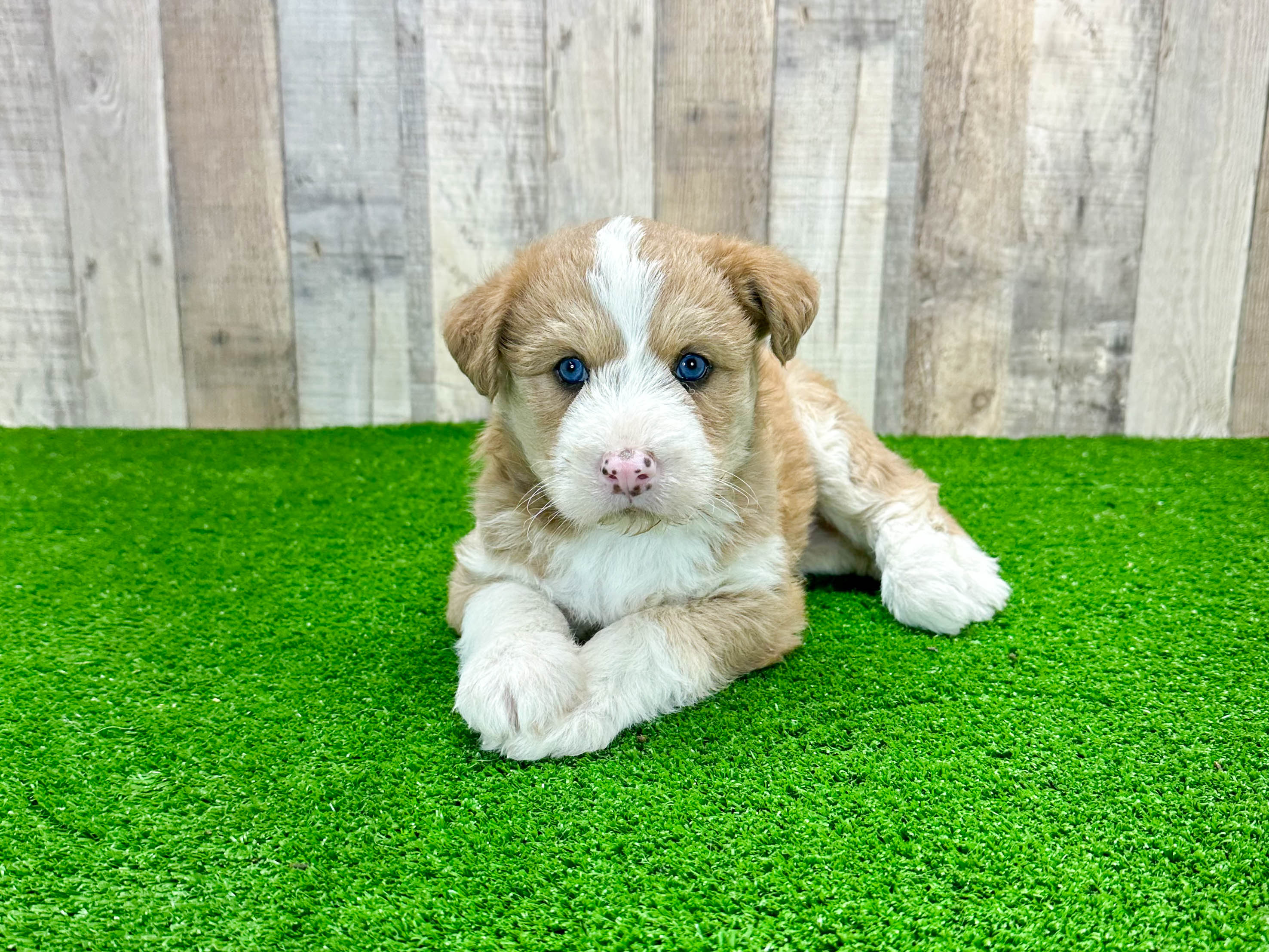 Mini Huskydoodle Pup Being Cute