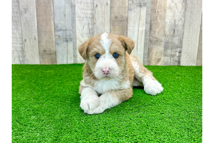 Meet Landshark - our Mini Huskydoodle Puppy Photo 1/3 - Puppy Love PR Mini Huskydoodle Pup Being Cute