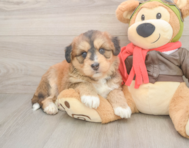 6 week old Mini Huskydoodle Puppy For Sale - Puppy Love PR