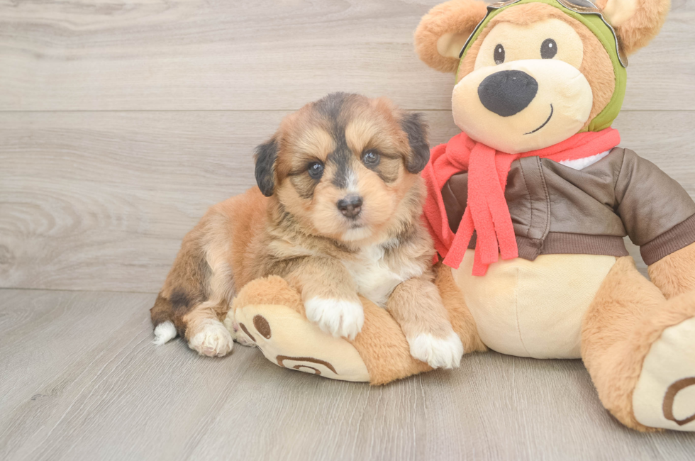 6 week old Mini Huskydoodle Puppy For Sale - Puppy Love PR