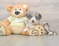 8 week old Mini Huskydoodle Puppy For Sale - Puppy Love PR