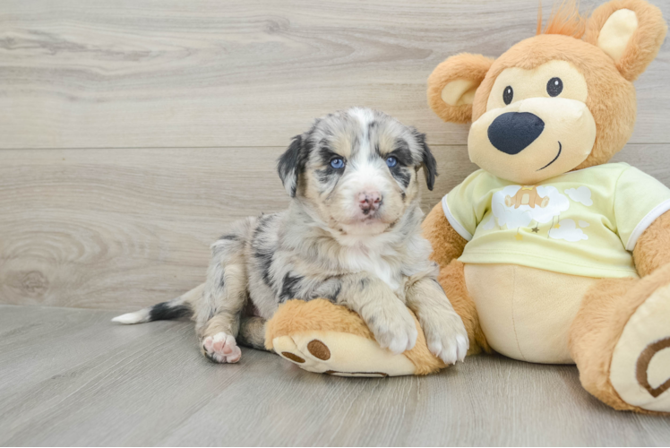 Cute Mini Huskydoodle Poodle Mix Pup