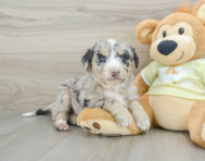 8 week old Mini Huskydoodle Puppy For Sale - Puppy Love PR