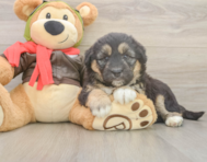 6 week old Mini Huskydoodle Puppy For Sale - Puppy Love PR