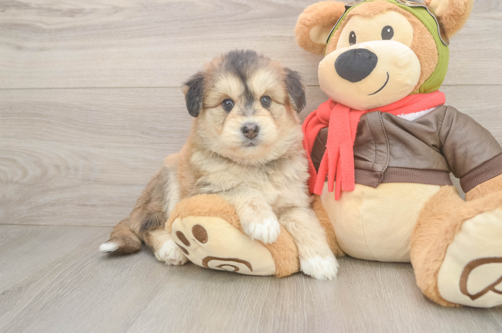 6 week old Mini Huskydoodle Puppy For Sale - Puppy Love PR
