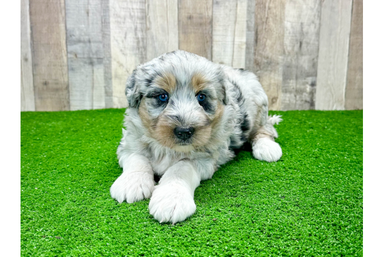 Meet Lily - our Mini Huskydoodle Puppy Photo 1/3 - Puppy Love PR Cute Mini Huskydoodle Poodle Mix Pup