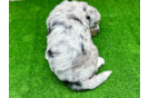 Mini Huskydoodle Pup Being Cute