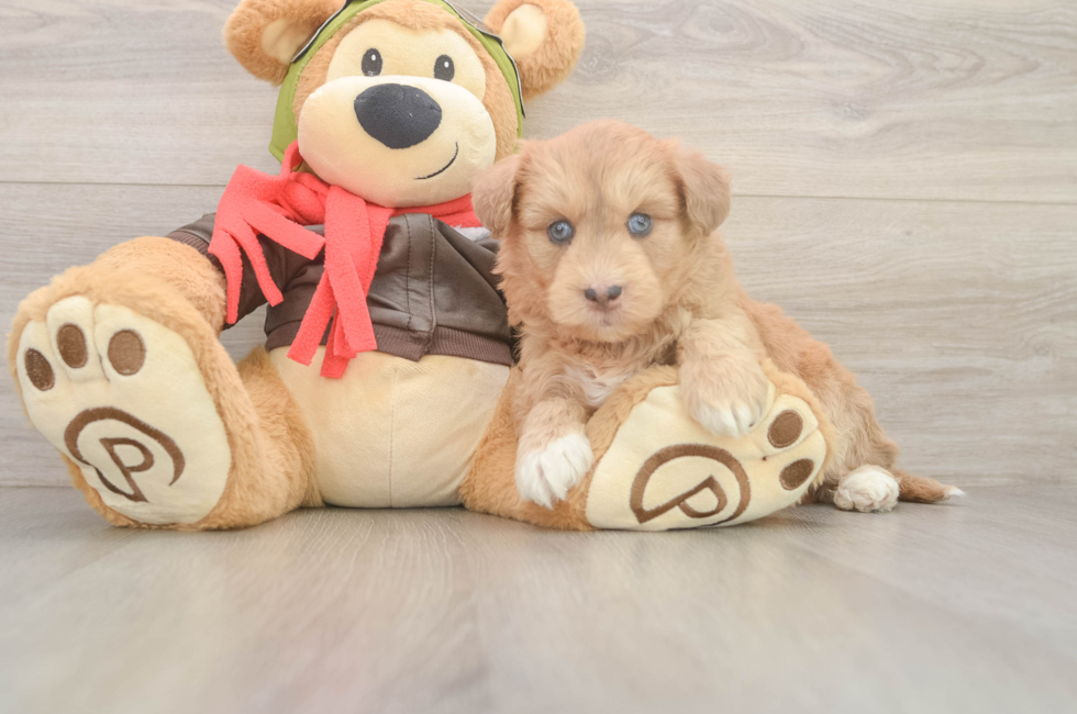 6 week old Mini Huskydoodle Puppy For Sale - Puppy Love PR