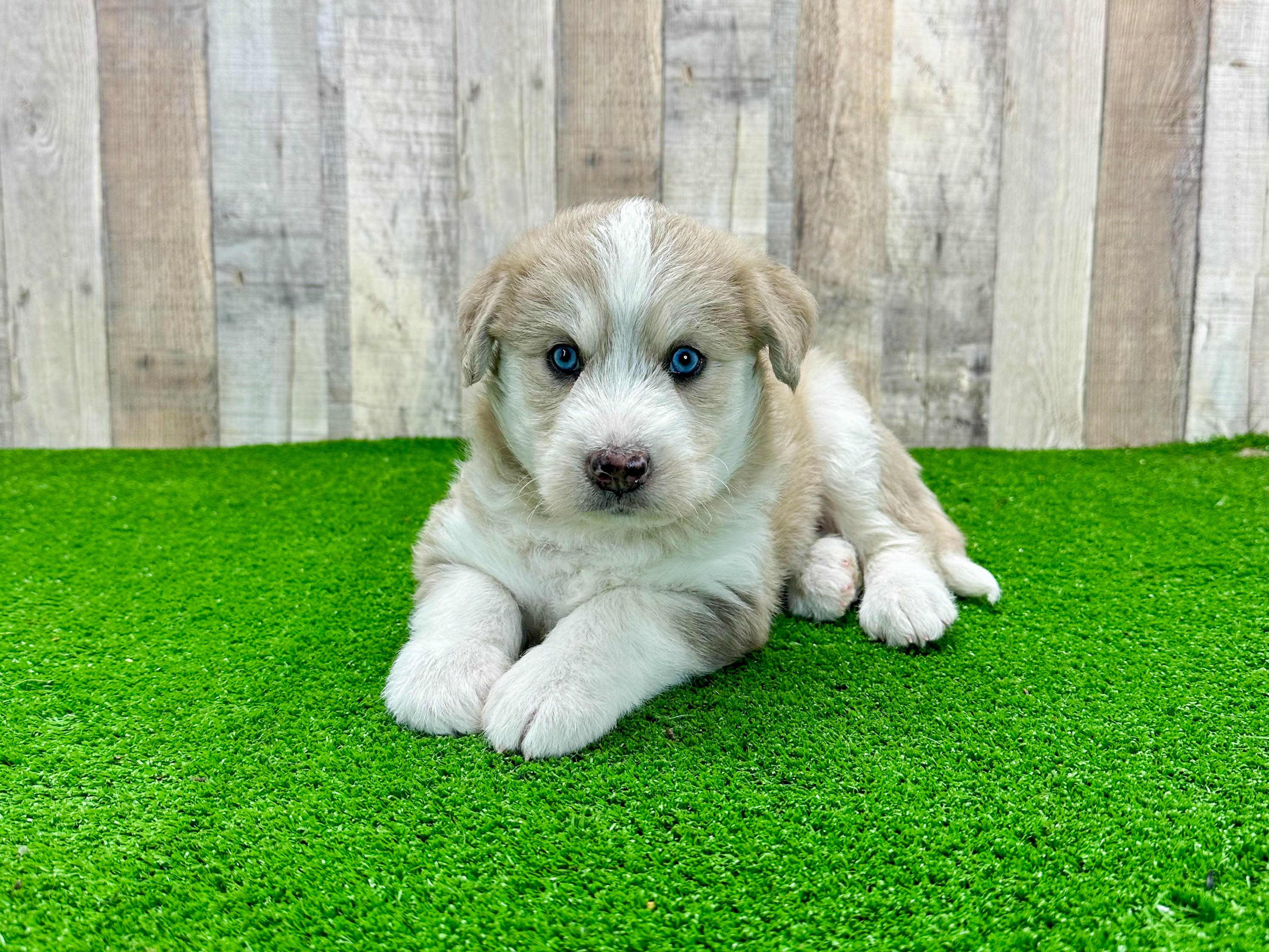 Miniature husky poodle sales mix