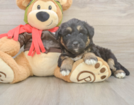 6 week old Mini Huskydoodle Puppy For Sale - Puppy Love PR