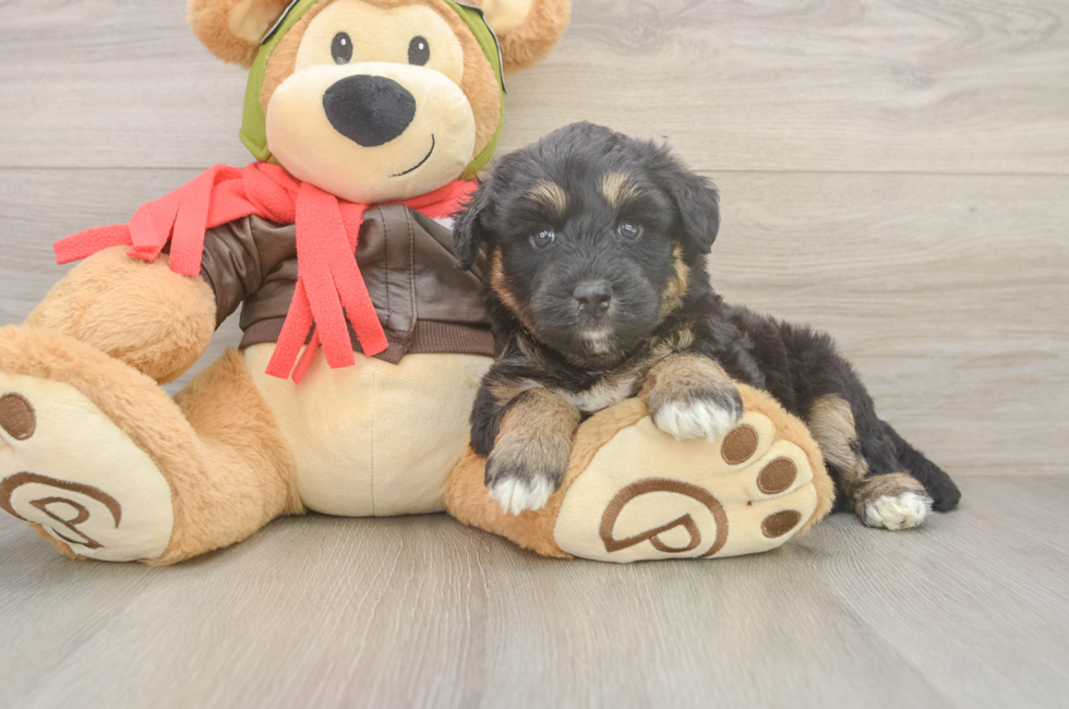 6 week old Mini Huskydoodle Puppy For Sale - Puppy Love PR