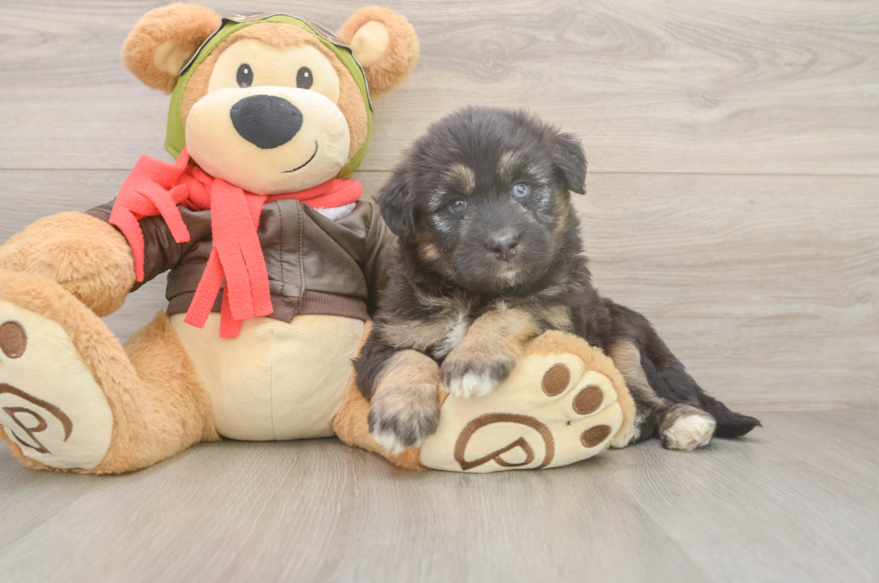 6 week old Mini Huskydoodle Puppy For Sale - Puppy Love PR