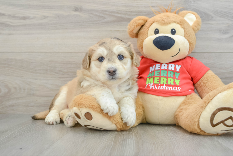 Meet Lulu - our Mini Huskydoodle Puppy Photo 1/3 - Puppy Love PR Mini Huskydoodle Pup Being Cute