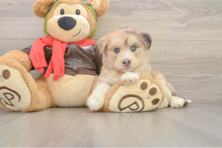 Cute Mini Huskydoodle Baby