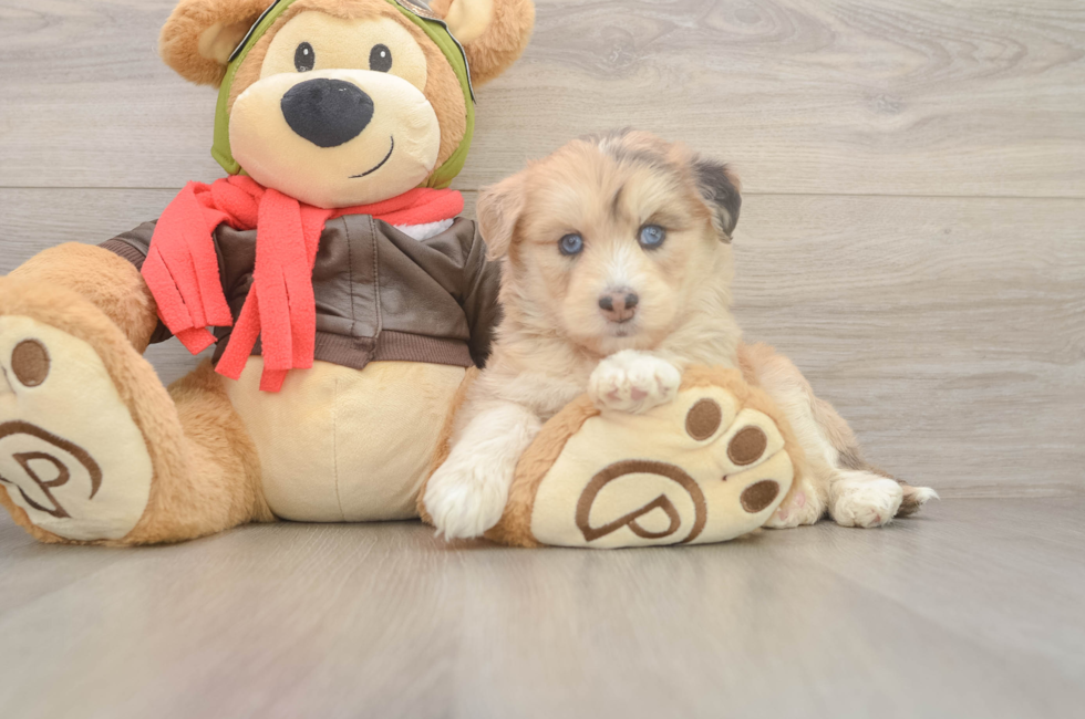 6 week old Mini Huskydoodle Puppy For Sale - Puppy Love PR