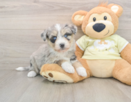 8 week old Mini Huskydoodle Puppy For Sale - Puppy Love PR
