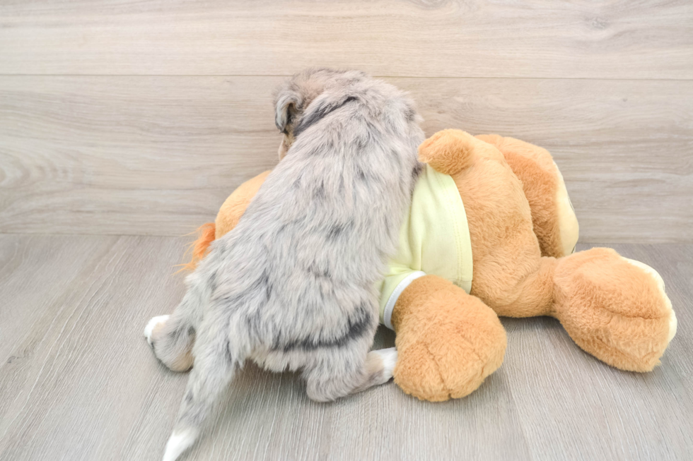 Cute Mini Huskydoodle Poodle Mix Pup