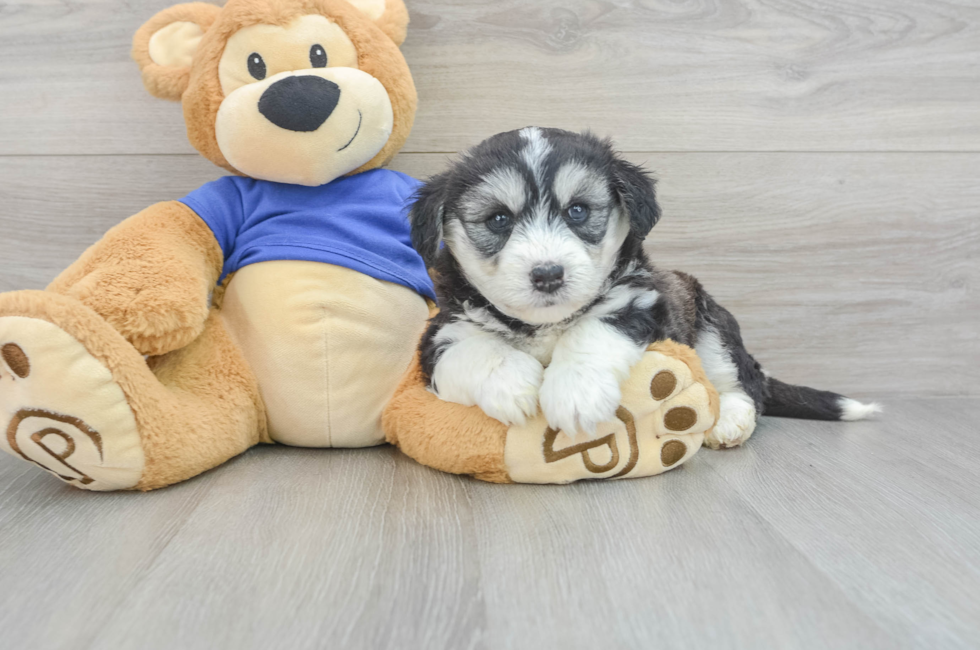 5 week old Mini Huskydoodle Puppy For Sale - Puppy Love PR