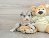 8 week old Mini Huskydoodle Puppy For Sale - Puppy Love PR