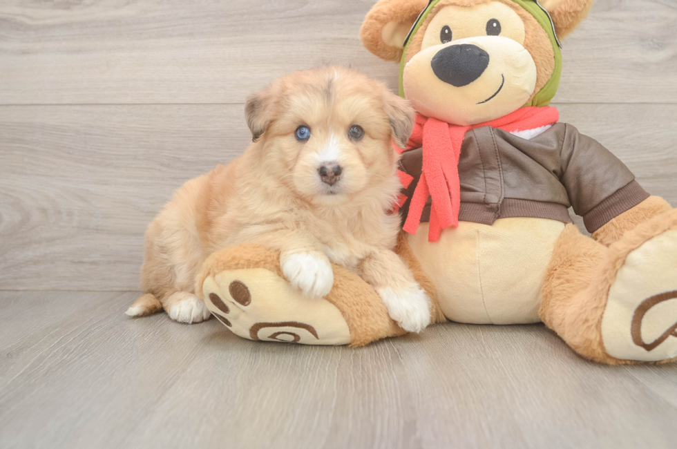 6 week old Mini Huskydoodle Puppy For Sale - Puppy Love PR