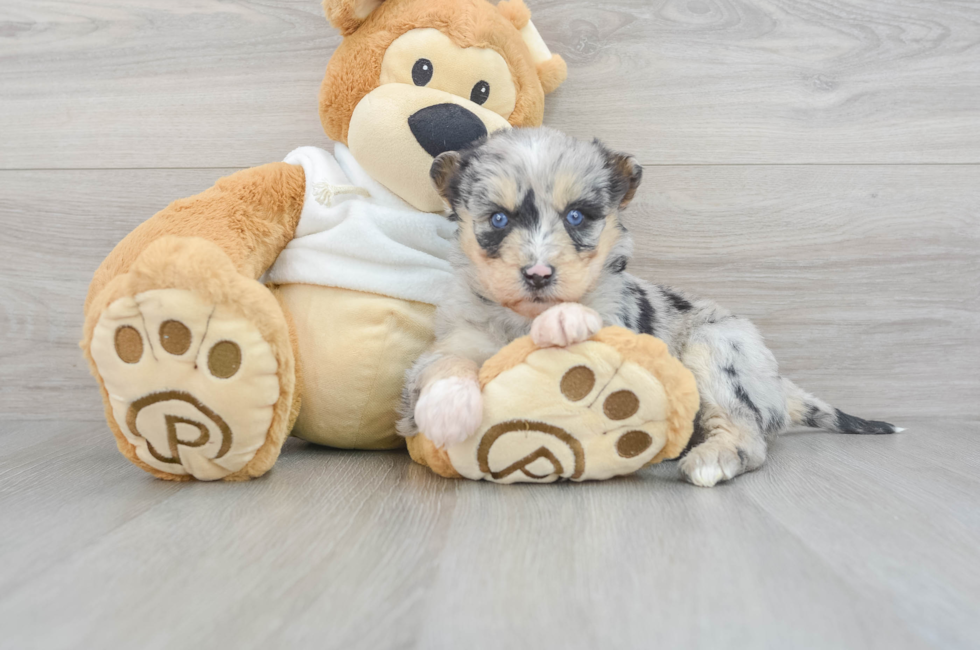 6 week old Mini Huskydoodle Puppy For Sale - Puppy Love PR
