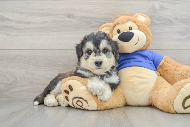 Meet Marley - our Mini Huskydoodle Puppy Photo 1/3 - Puppy Love PR Cute Huskypoo Poodle Mix Puppy