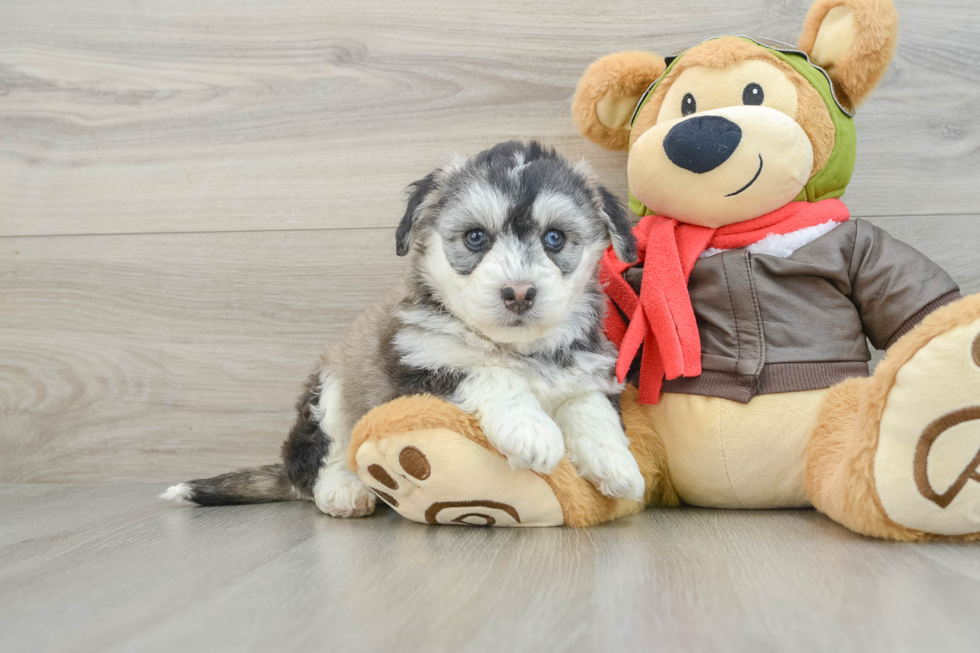 Cute Siberpoo Poodle Mix Puppy