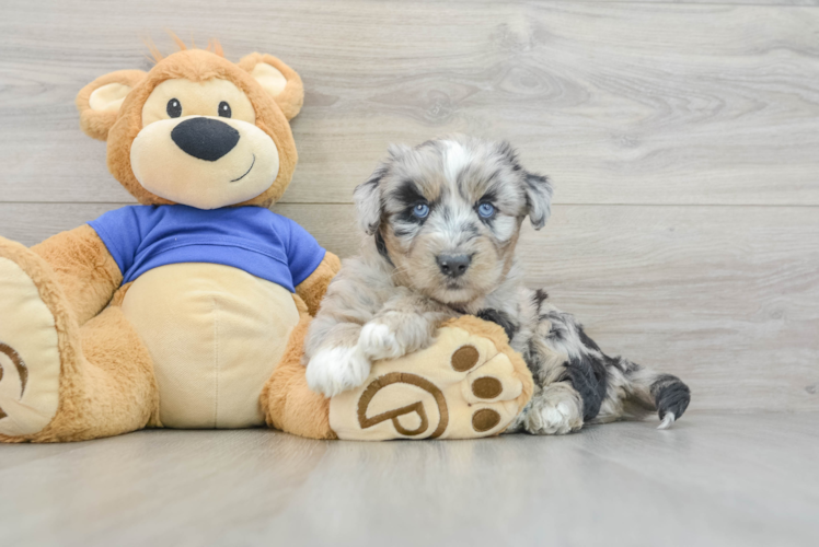 Meet Maverick - our Mini Huskydoodle Puppy Photo 1/3 - Puppy Love PR Best Mini Huskydoodle Baby