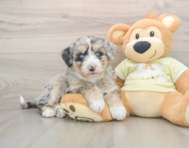 5 week old Mini Huskydoodle Puppy For Sale - Puppy Love PR