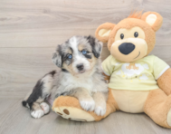 5 week old Mini Huskydoodle Puppy For Sale - Puppy Love PR