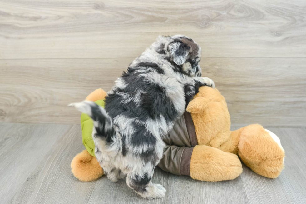 Cute Husky Poo Poodle Mix Puppy