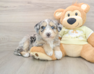 8 week old Mini Huskydoodle Puppy For Sale - Puppy Love PR