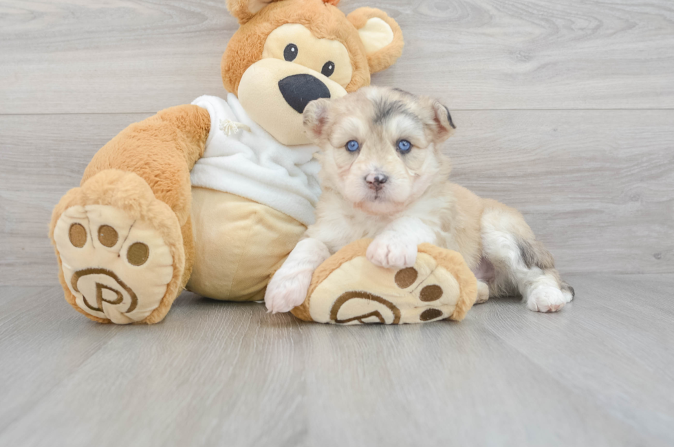 6 week old Mini Huskydoodle Puppy For Sale - Puppy Love PR