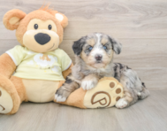 7 week old Mini Huskydoodle Puppy For Sale - Puppy Love PR